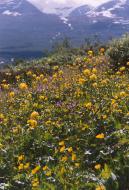 Meadow